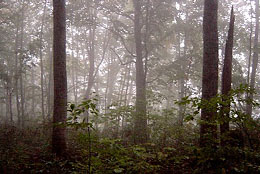 白神山地のブナ林