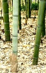 ハチク（淡竹）の竹林　写真