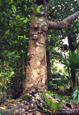 沖縄の巨木、フクギ（大宜味村）　写真