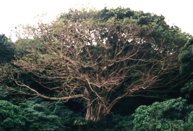 山ガジュマルの巨木（与那国島）　写真